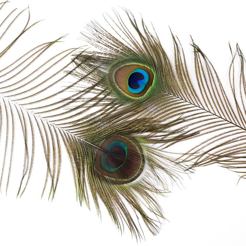 Peacock Feather Eyes Natural - Natural
