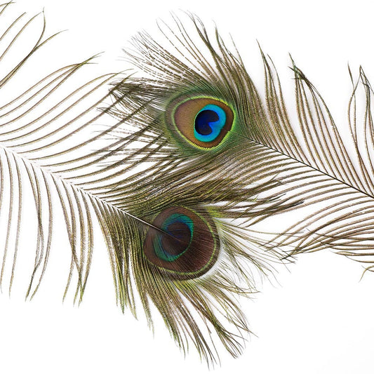 Peacock Feather Eyes Natural - Natural