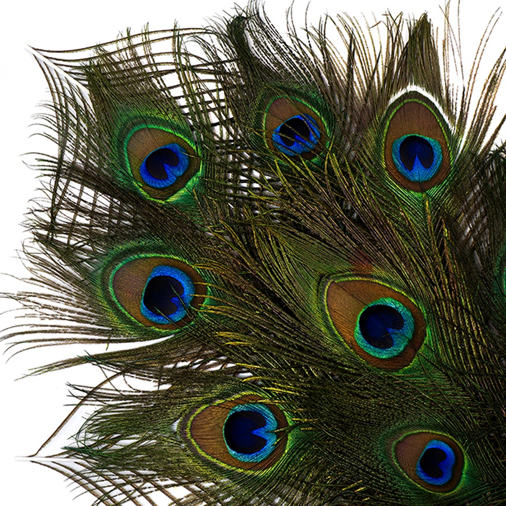 Peacock Feather Eyes Natural - 8-15"- 25pcs