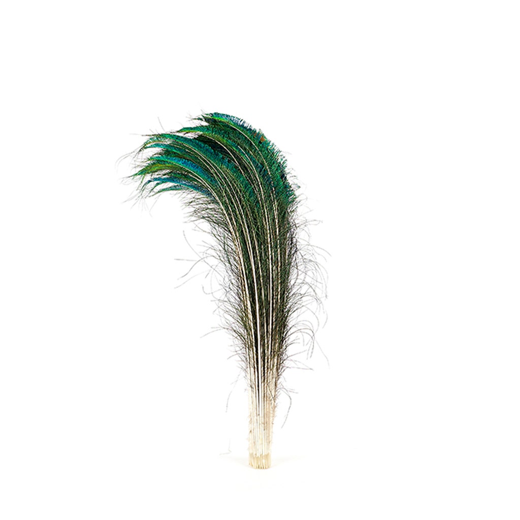 Peacock Feather Swords Right Wing 30-40" - Natural