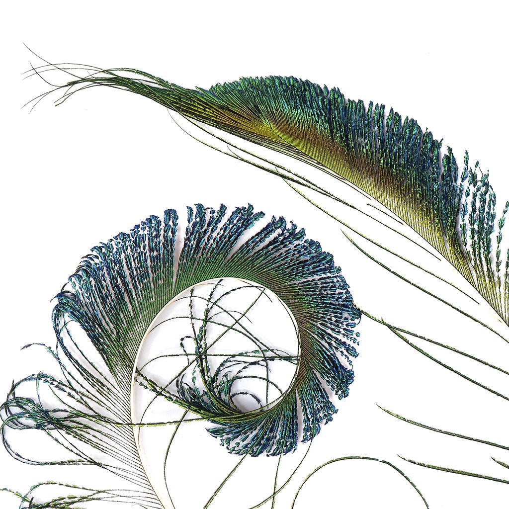 Peacock Feather Swords Natural -12 - 20" - 25PCS