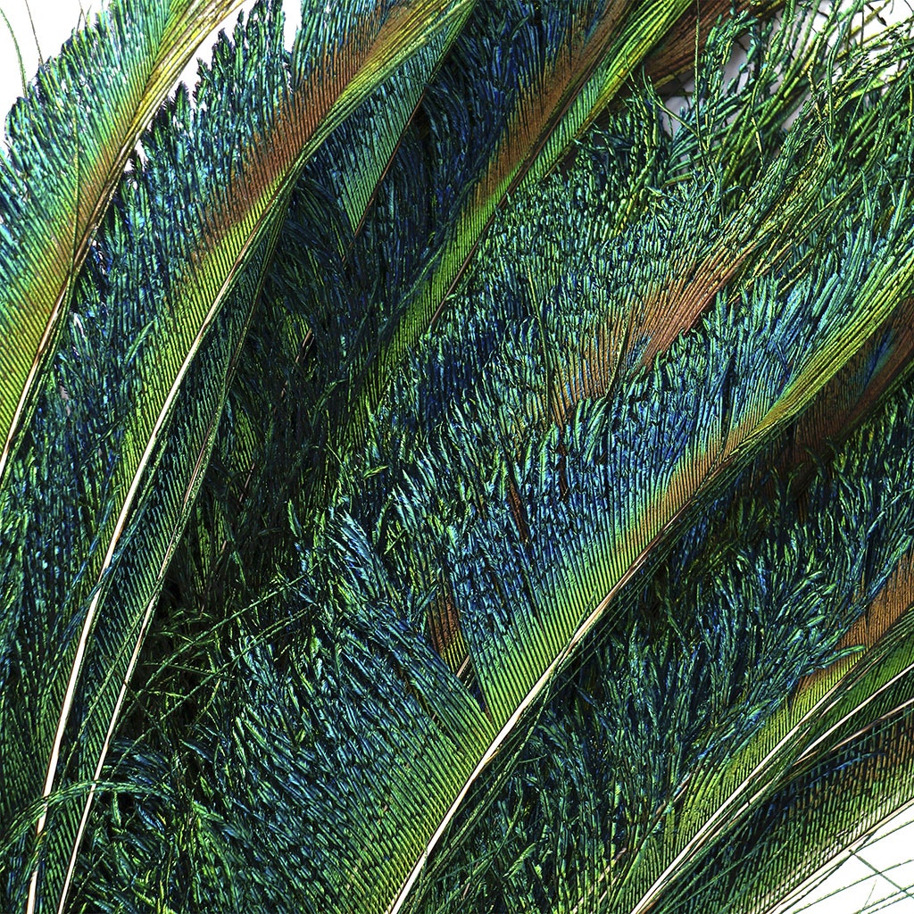 Peacock Feather Swords Natural -12 - 20" - 25PCS