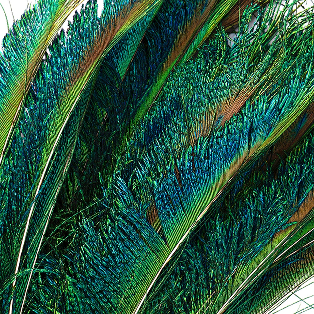 Peacock Feather Swords Natural - Natural - Approx 15-25 inches - 25 PCS