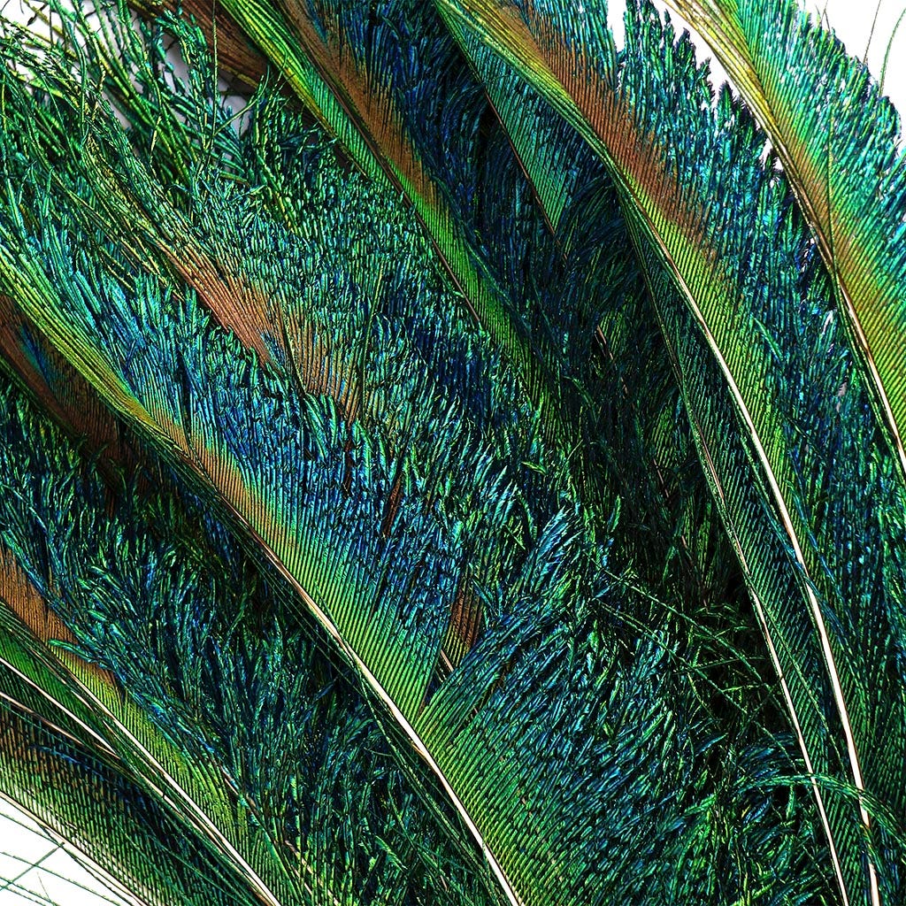 Peacock Feather Swords Left Wing 12-20" - Natural