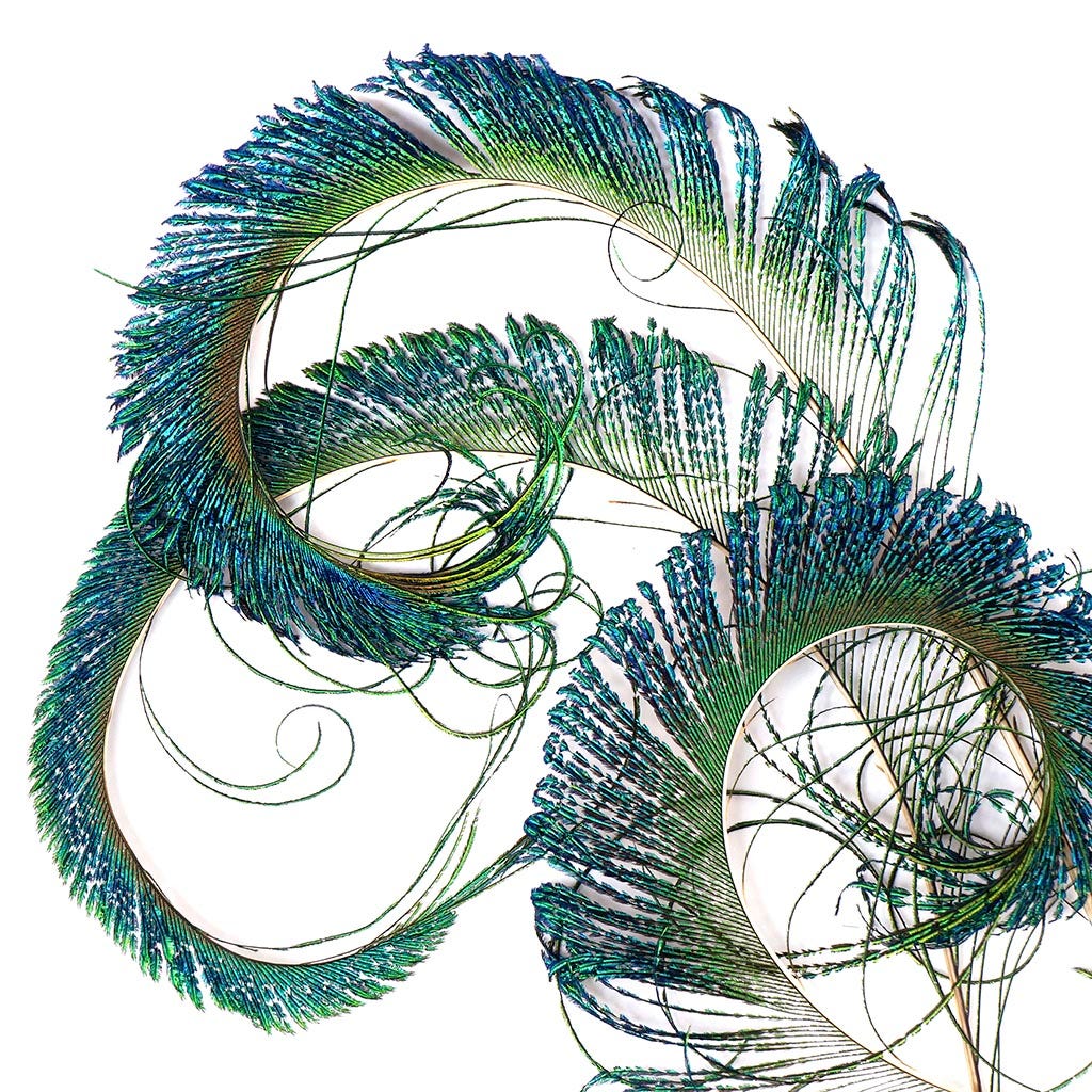 Peacock Feather Swords Natural - 15 - 25" - r