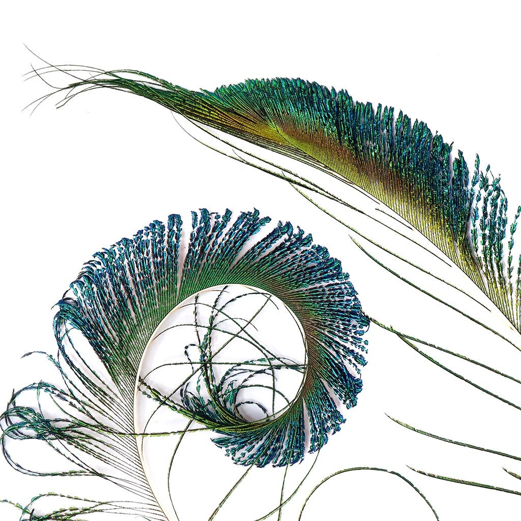 Peacock Feather Swords Natural - RT - 25 - 30"
