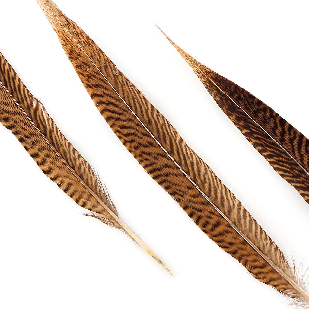 Golden Pheasant Tails Natural - 10 -12"