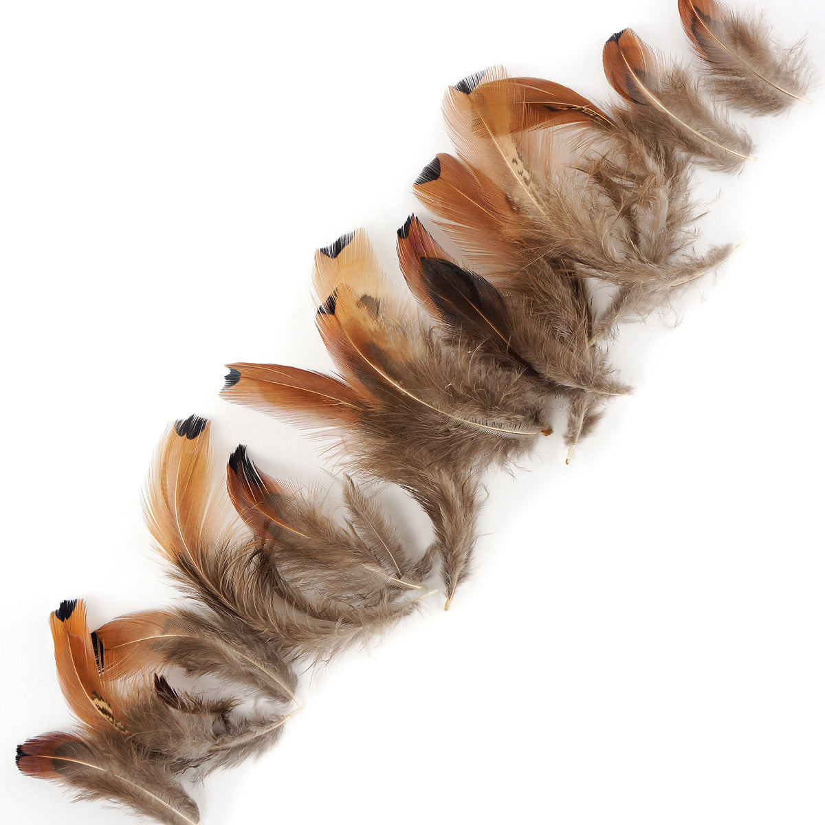 Heart Pheasant Plumage - Natural