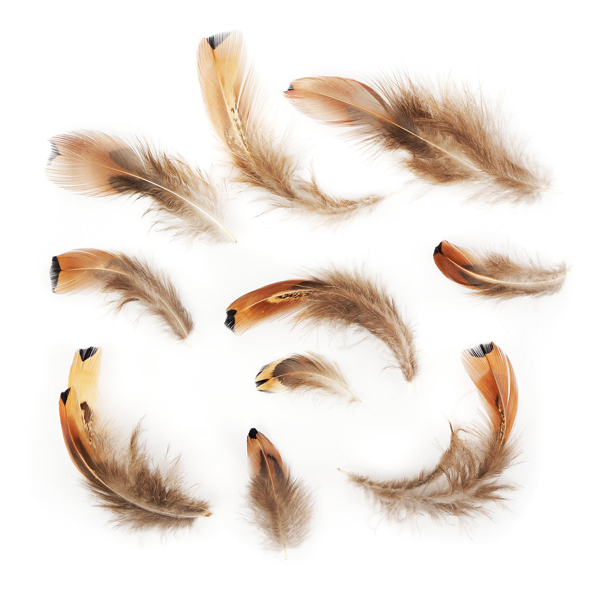 Heart Pheasant Plumage - Natural