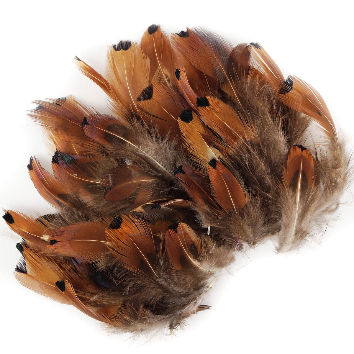 Heart Pheasant Plumage - Natural