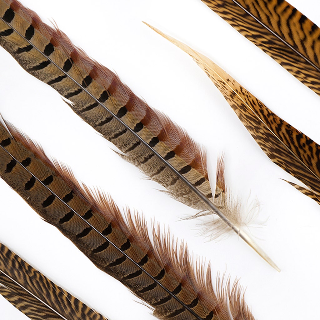 Pheasant Tails Assorted Natural -14 -18"