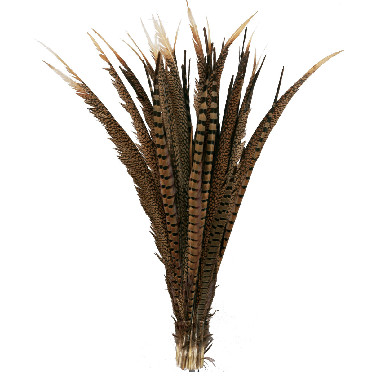 Pheasant Tails Assorted Natural - 16 - 30"