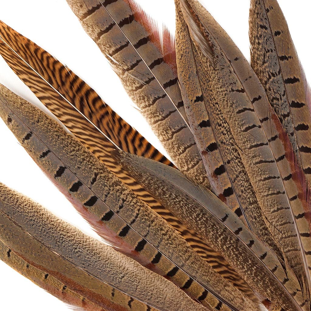 Pheasant Tails Assorted Natural - 8-14"