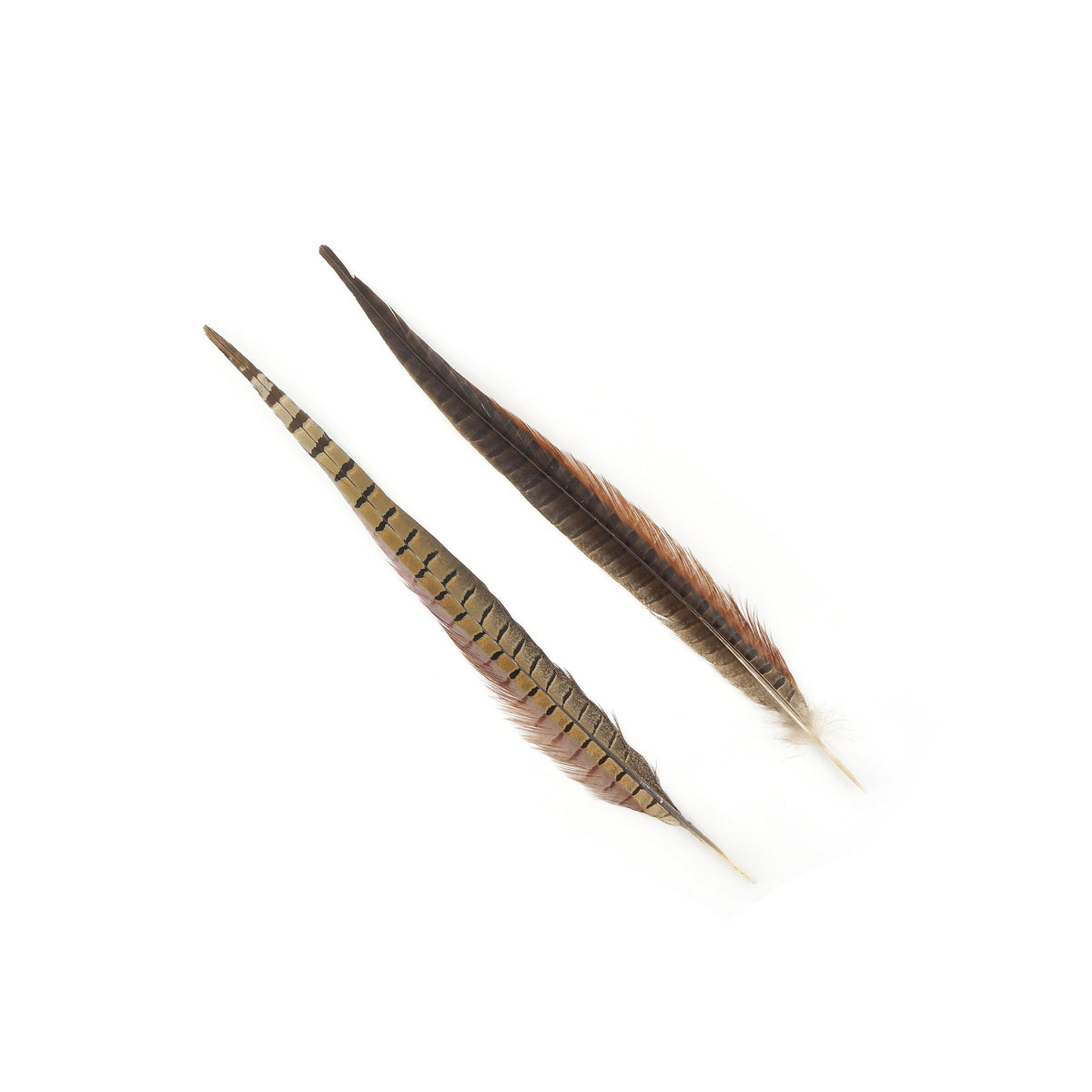 Pheasant Tails Assorted Natural -14-18"