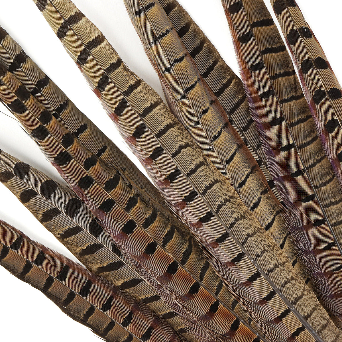 Pheasant Tails Assorted Natural -14-18"