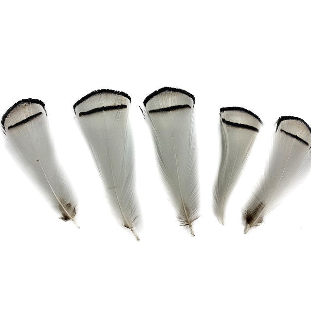 Mixed Natural, Un-dyed Feathers 1.5-4” 40 PC