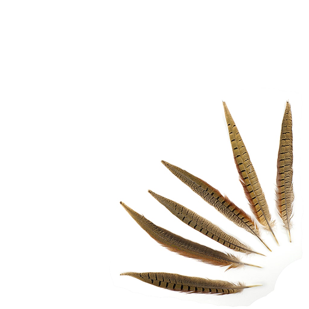 Ringneck Pheasant Tails - Natural - 10 - 12"  (100pcs)