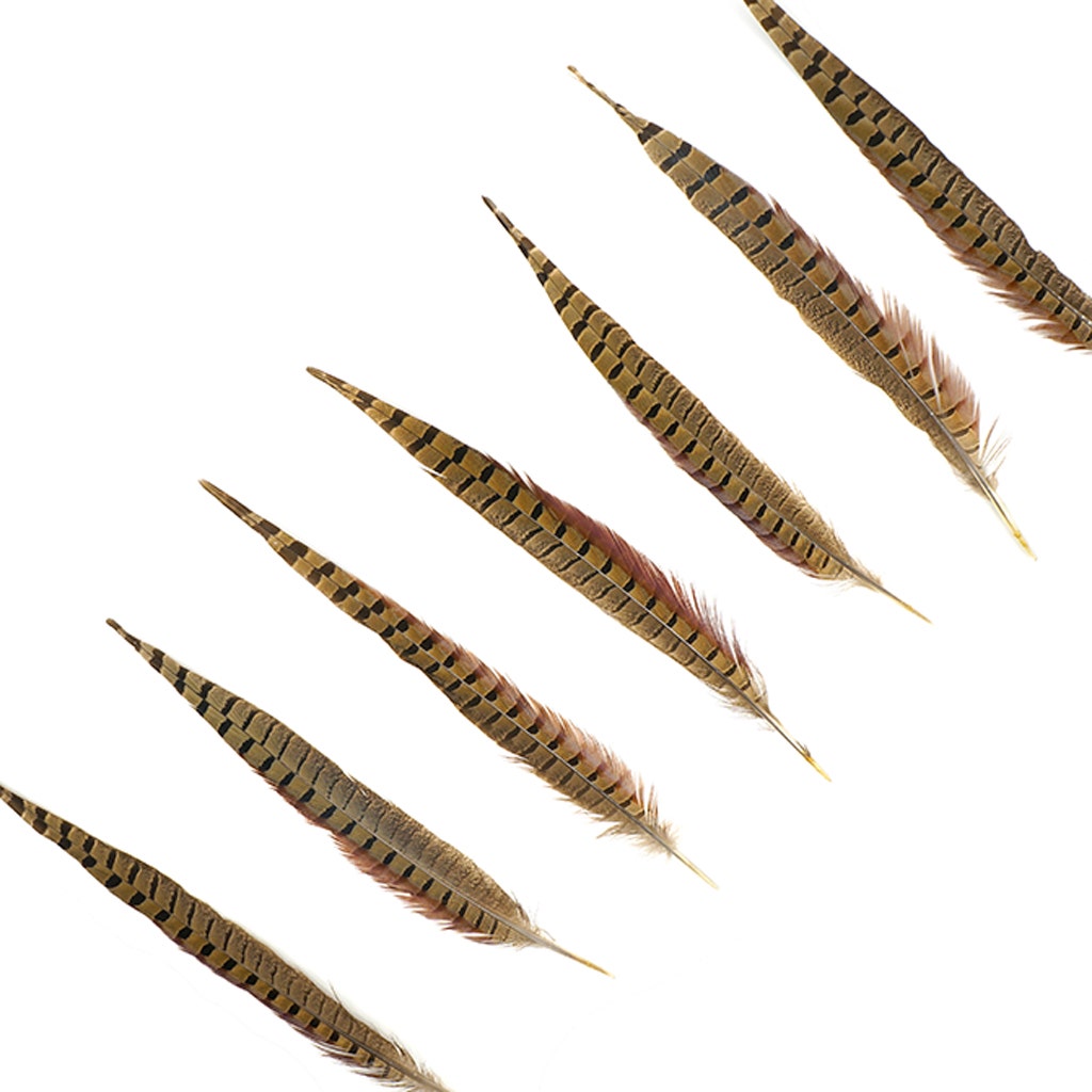 Ringneck Pheasant Tails - Natural - 12 - 14"  (100pcs)