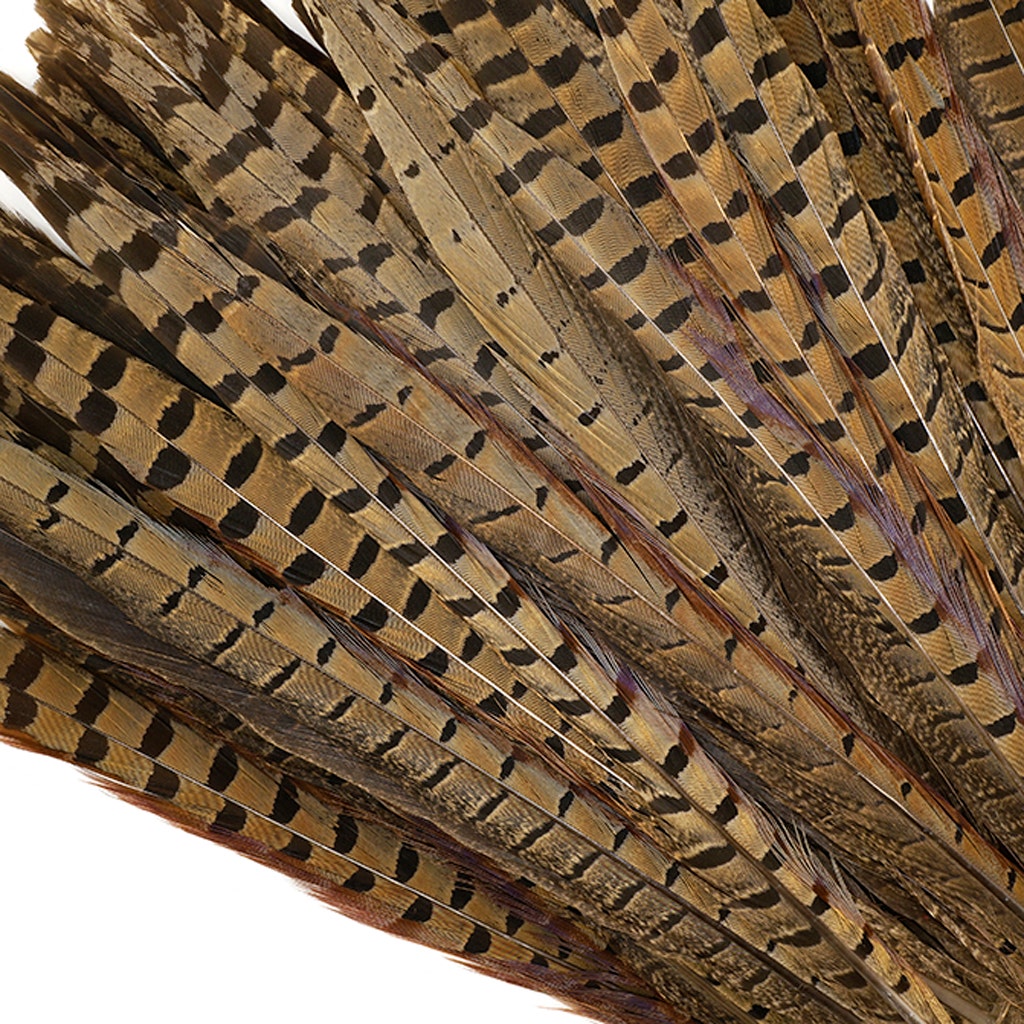 Ringneck Pheasant Tails - Natural - 12 - 14"  (100pcs)