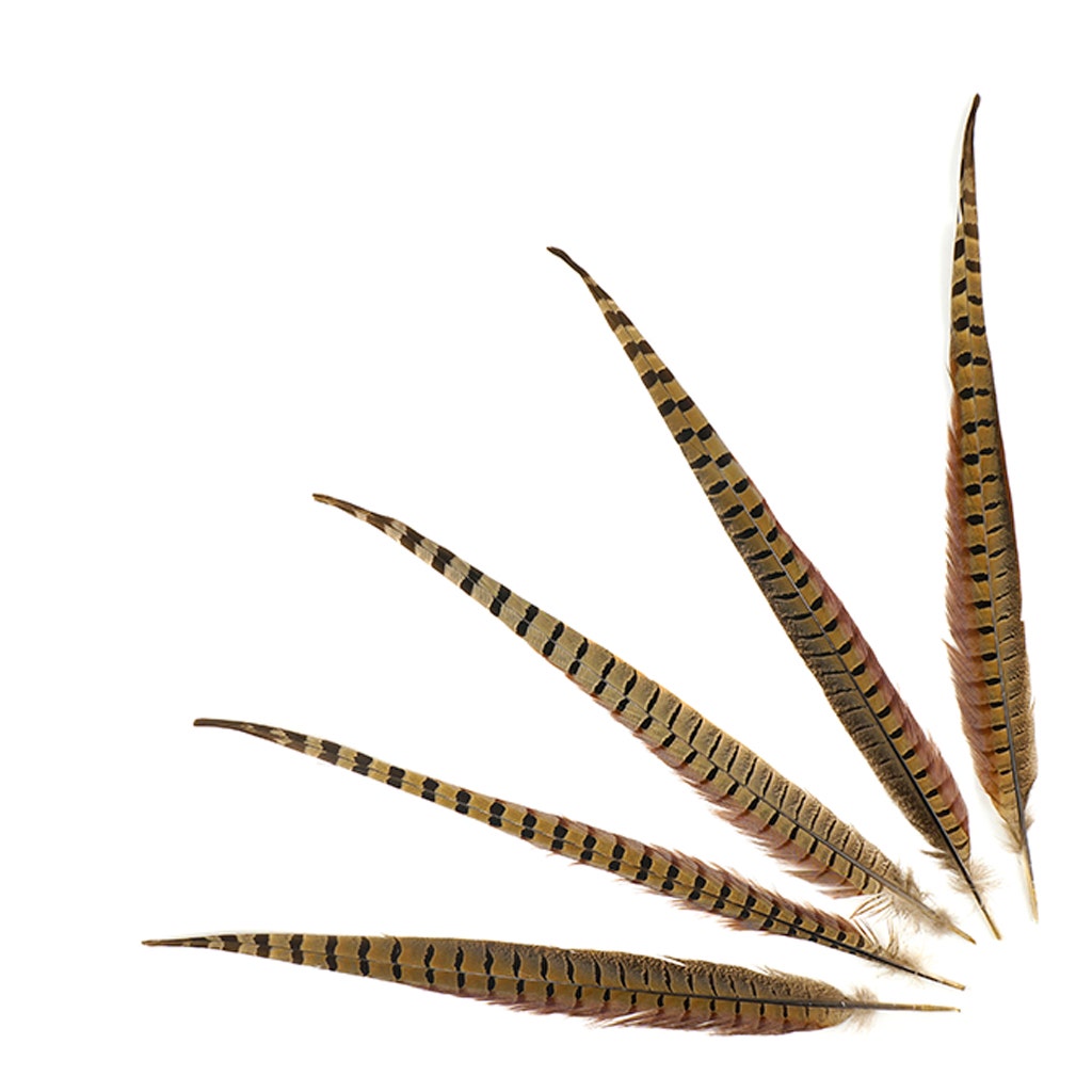 Ringneck Pheasant Tails - Natural - 16 - 18"  (100pcs)