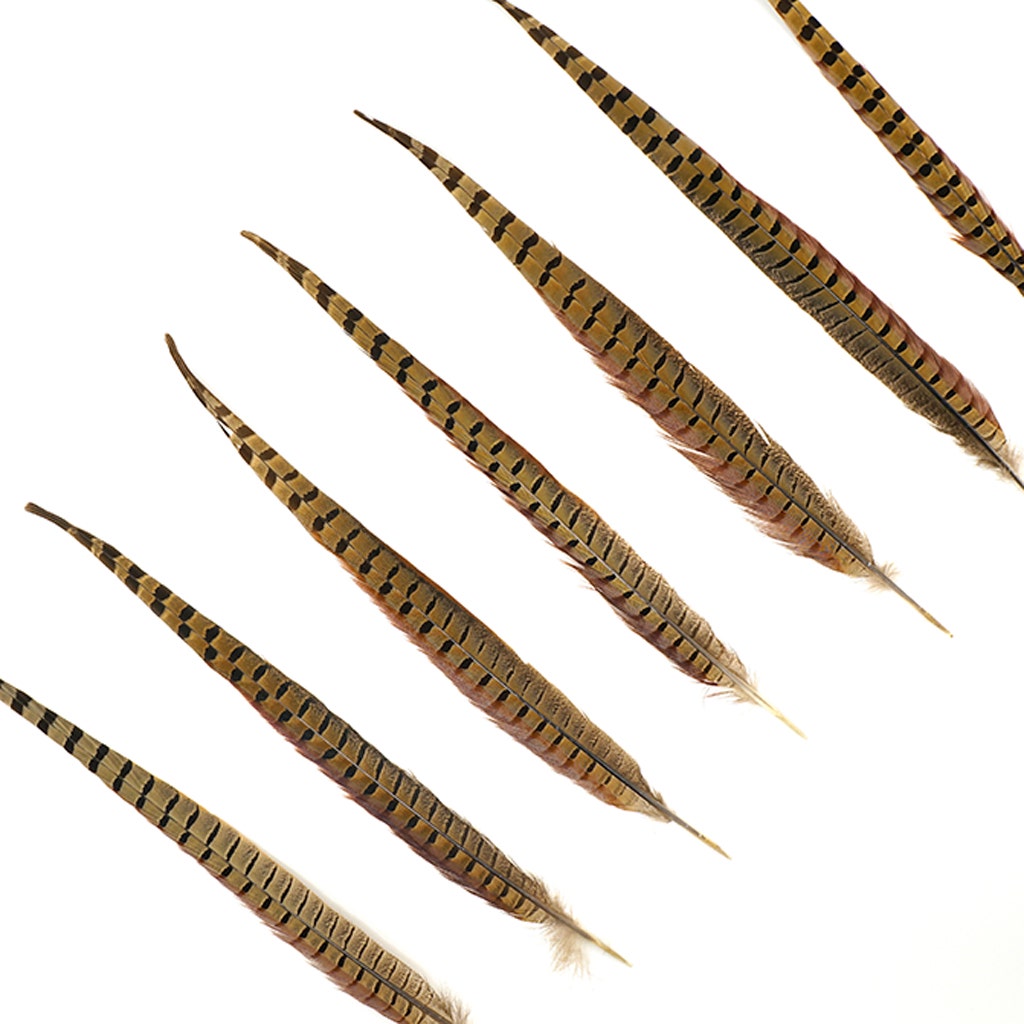 Ringneck Pheasant Tails - Natural - 16 - 18"  (100pcs)