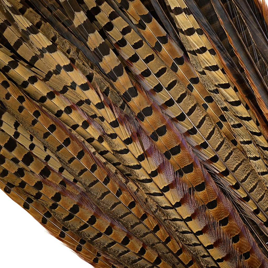 Ringneck Pheasant Tails - Natural - 16 - 18"  (100pcs)