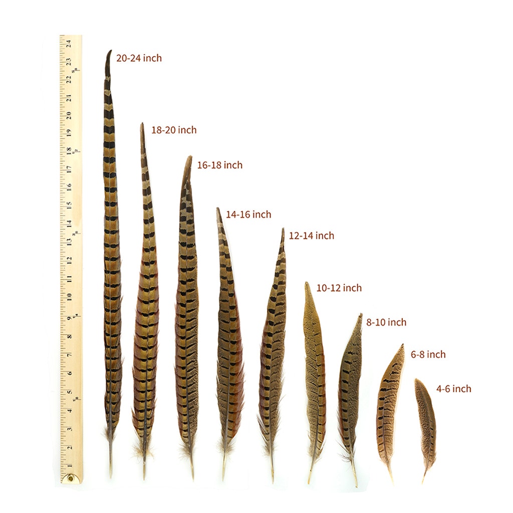 Ringneck Pheasant Tails - Natural - 4 - 6"  (100pcs)