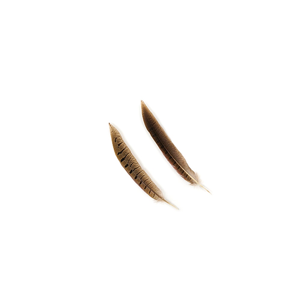 Ringneck Pheasant Tails - Natural - 6 - 8"  (100pcs)