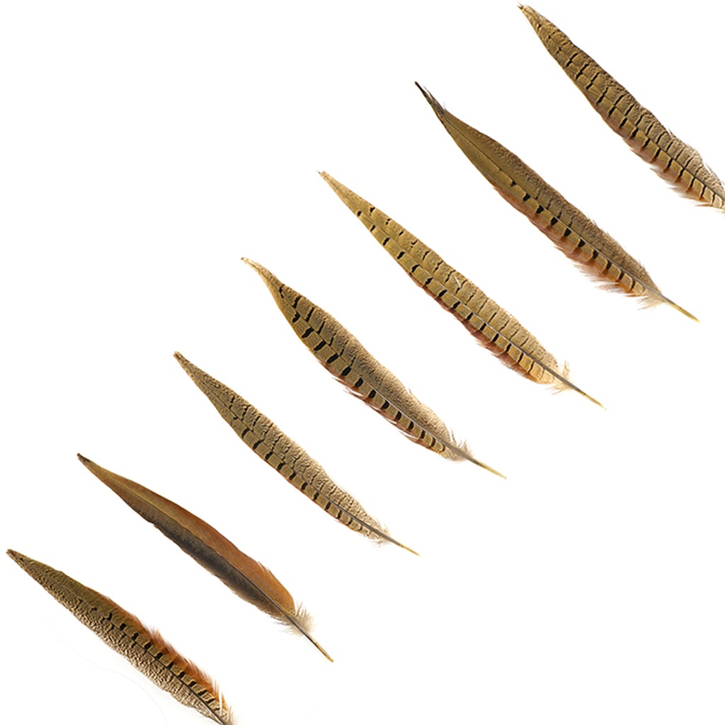 10 PC/PKG RINGNECK PHEASANT TAILS 10-12" - NATURAL