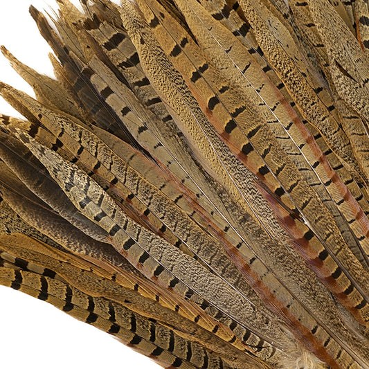 10 PC/PKG RINGNECK PHEASANT TAILS 10-12" - NATURAL