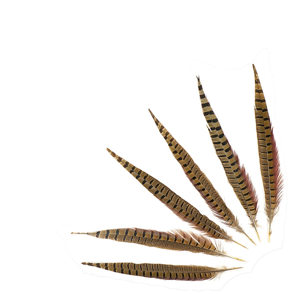 10 PC/PKG RINGNECK PHEASANT TAILS 12-14" - NATURAL