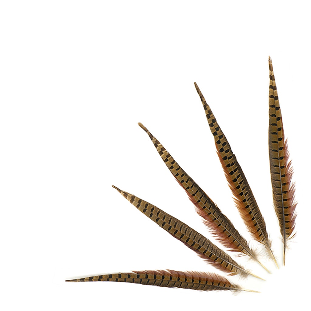 10 PC/PKG RINGNECK PHEASANT TAILS 14-16" - NATURAL