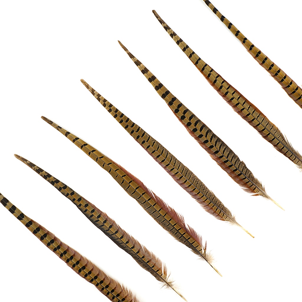 10 PC/PKG Female Ringneck Pheasant Tails 4-6"- Natural