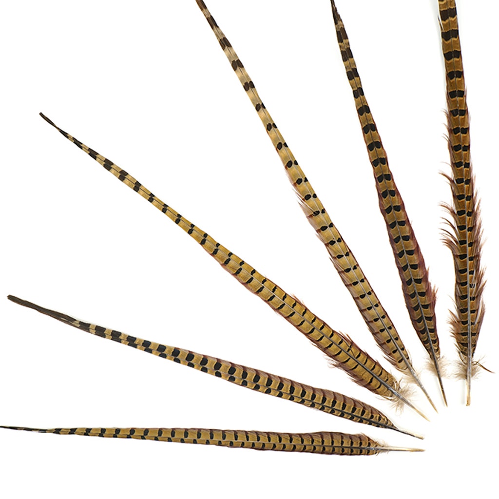 10 PC/PKG Ringneck Pheasant Tails 20-24" - NATURAL