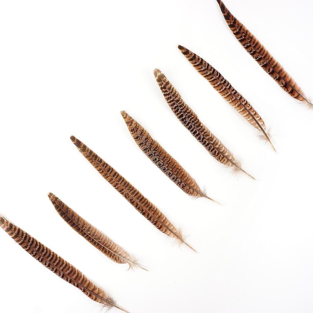 Female Ringneck Pheasant Tails - Natural - 8 - 10"  (100pcs)