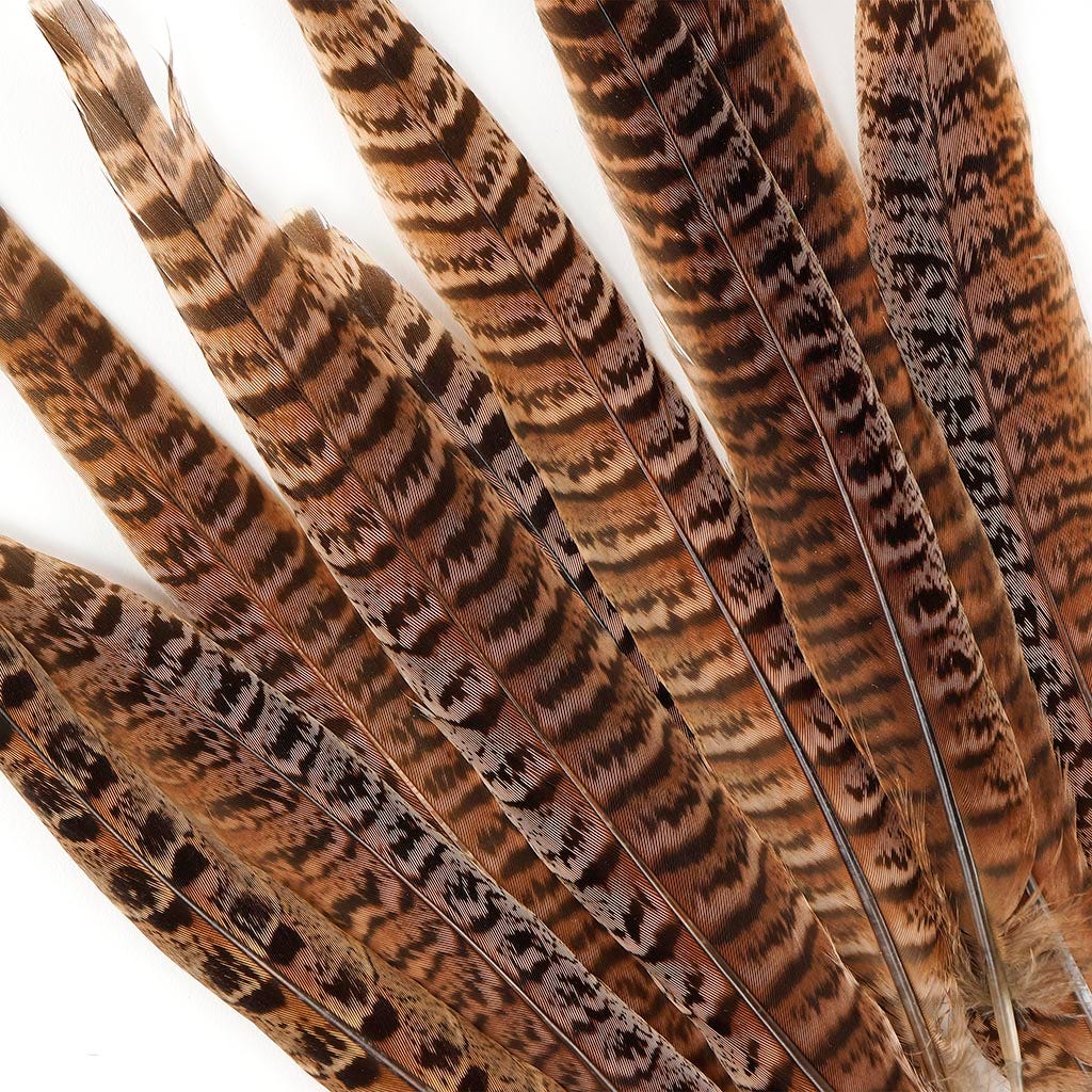 Female Ringneck Pheasant Tails - Natural - 8 - 10"  (100pcs)