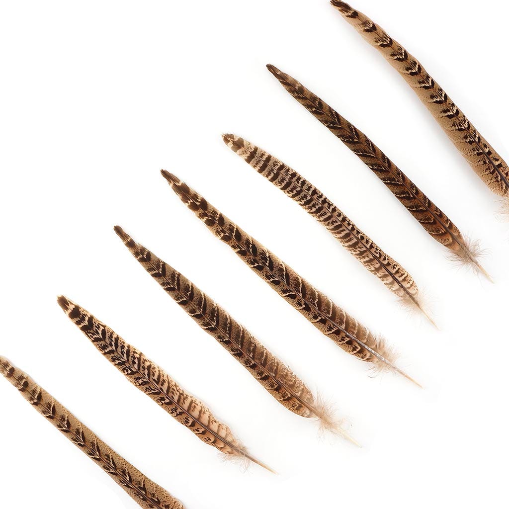 Female Ringneck Pheasant Tails - Natural -10 - 12"  (100pcs)