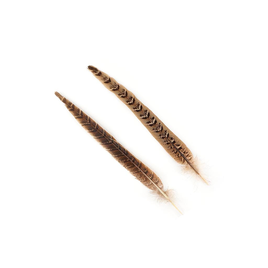 Female Ringneck Pheasant Tails - Natural -10 - 12"  (100pcs)