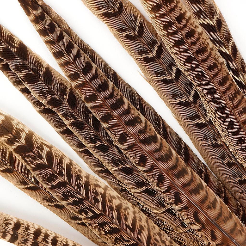 Female Ringneck Pheasant Tails - Natural -10 - 12"  (100pcs)