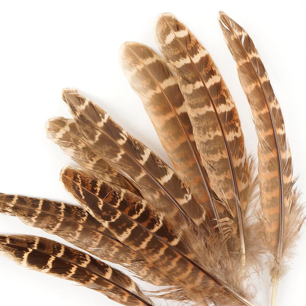 Female Ringneck Pheasant Tails - Natural - 4 - 6"  (100pcs)