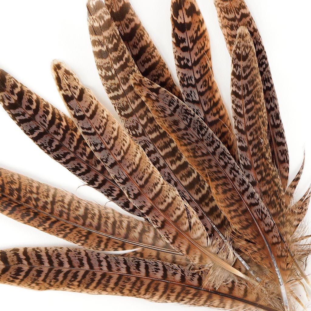 10 PC/PKG Female Ringneck Pheasant Tails 6-8"- Natural