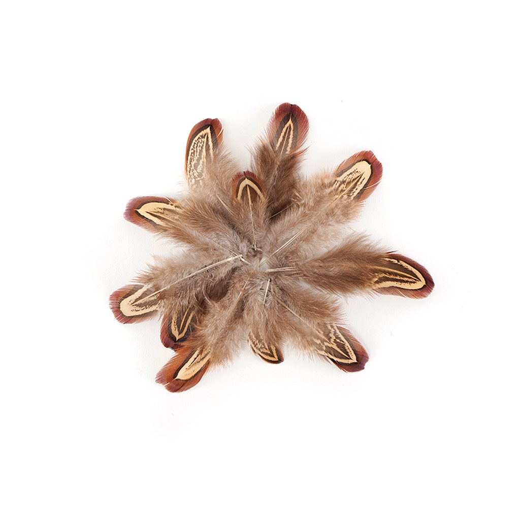 Almond Ringneck Pheasant Loose Plumage 2-3 inch