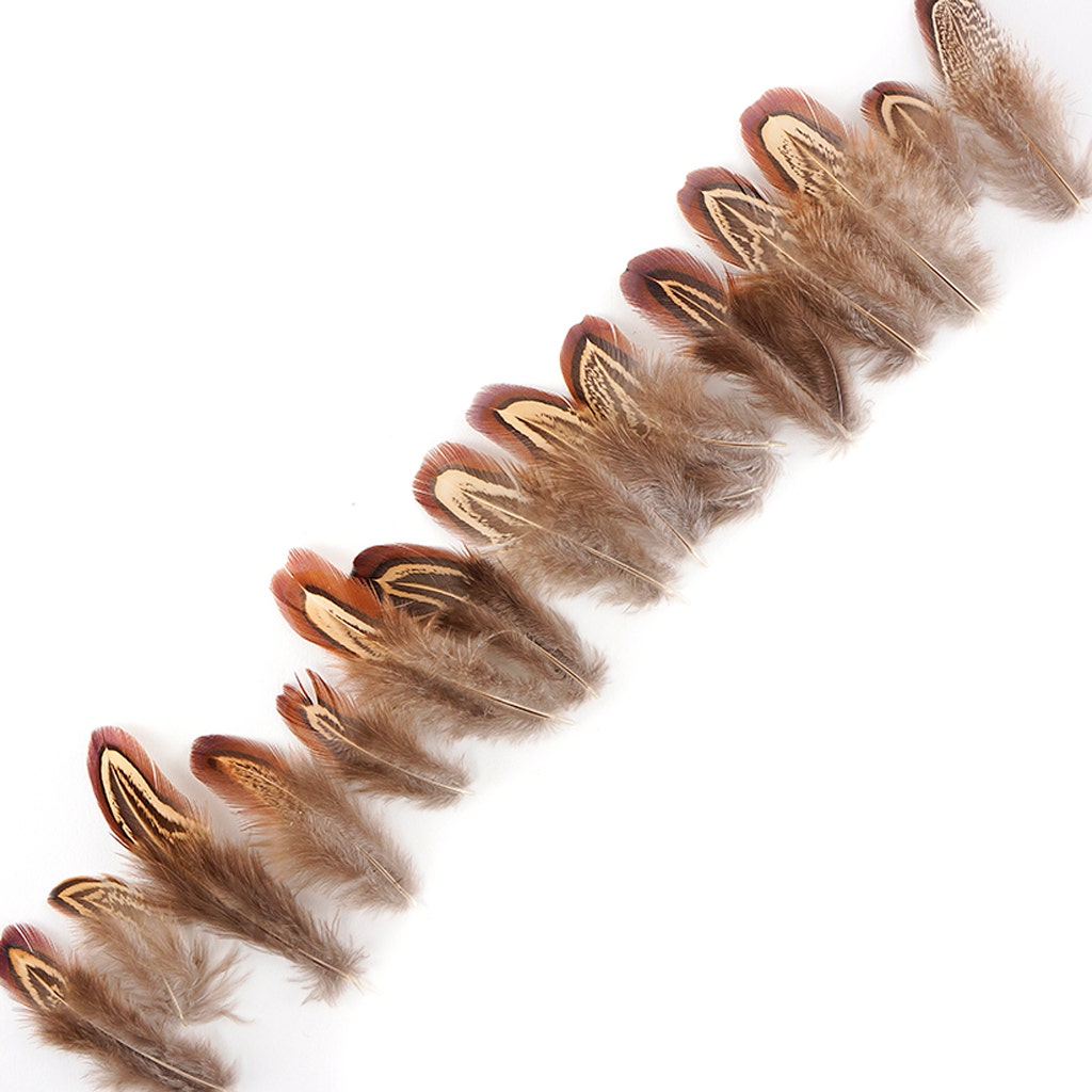 Almond Ringneck Pheasant Loose Plumage 2-3 inch