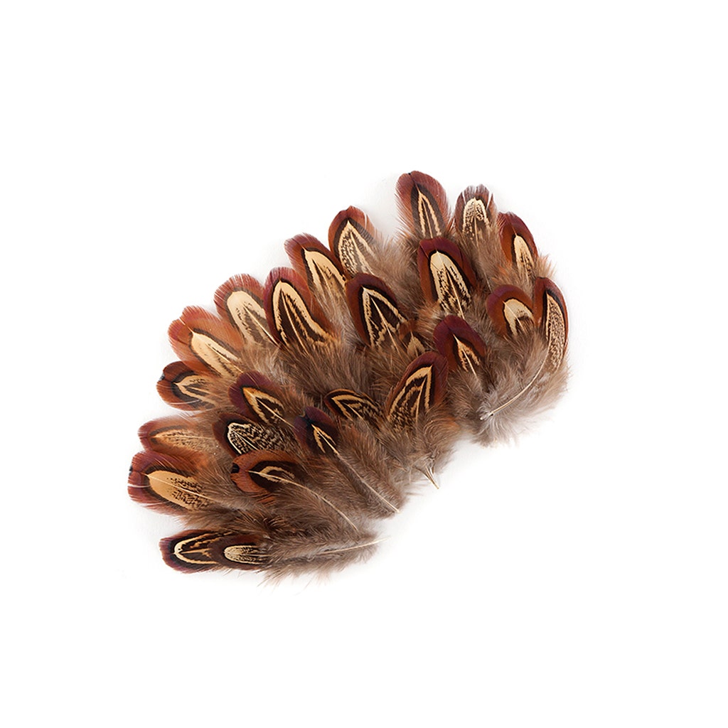 Almond Ringneck Pheasant Loose Plumage 2-3 inch