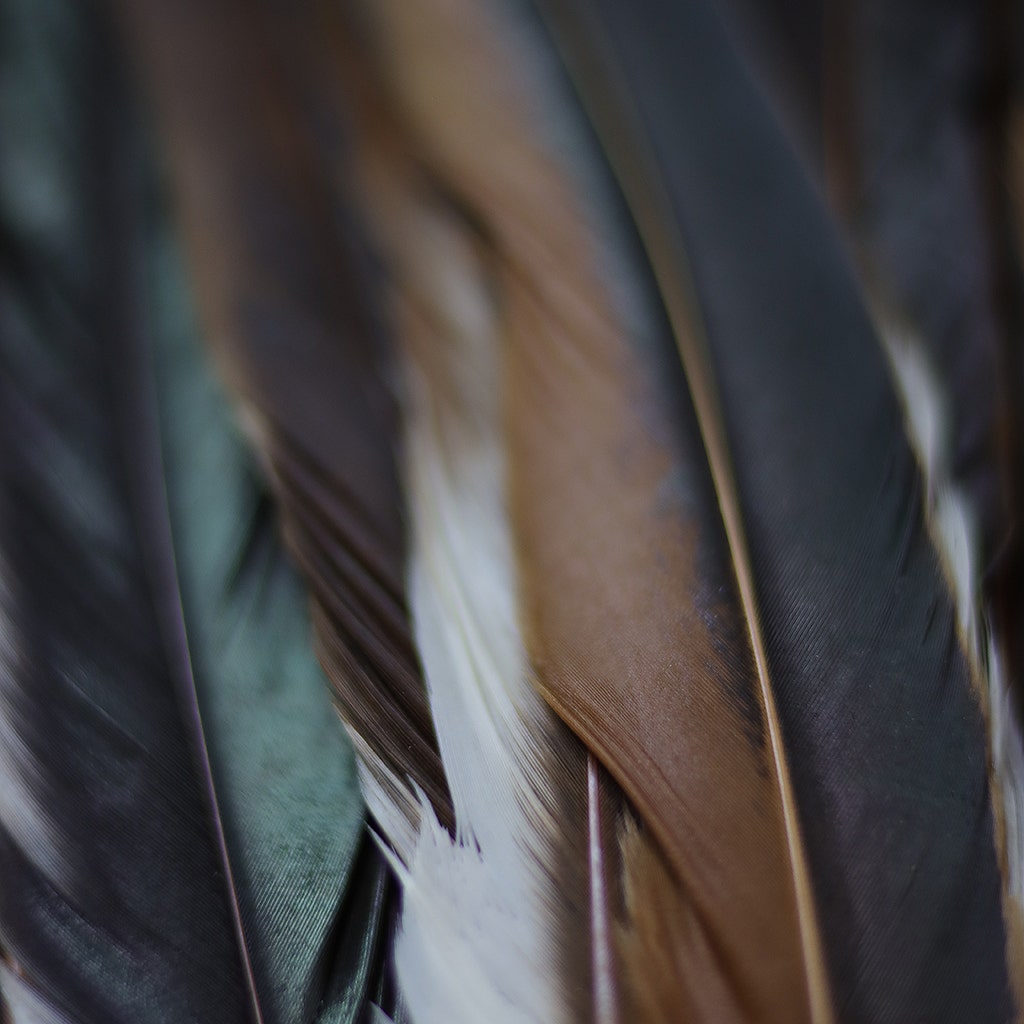 Rooster Coque Tails Feathers Half Bronze Natural 15-18" [1/4 LB Bulk]