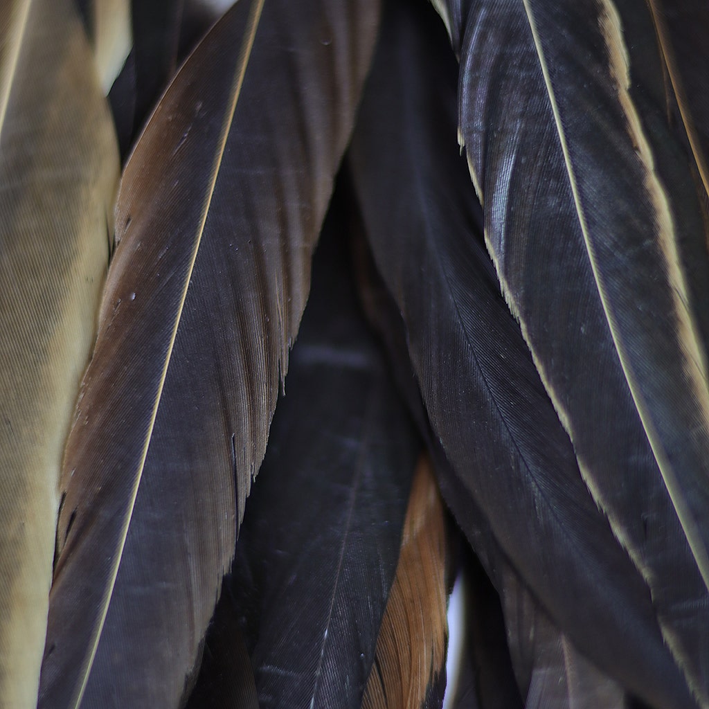 Rooster Coque Tails Feathers Half Bronze Natural 15-18" [1/4 LB Bulk]