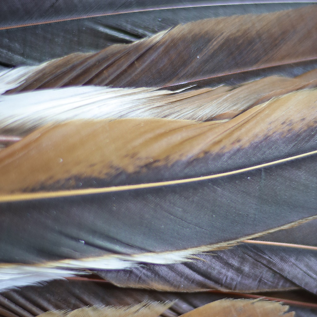 Rooster Coque Tails Feathers Half Bronze Natural 15-18" [1/4 LB Bulk]
