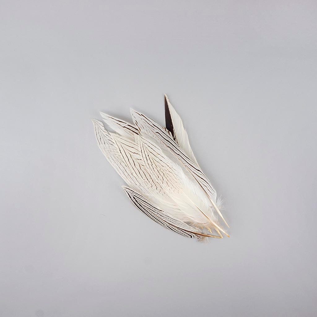 Silver Pheasant Tail Feathers - Natural - 8 - 12"