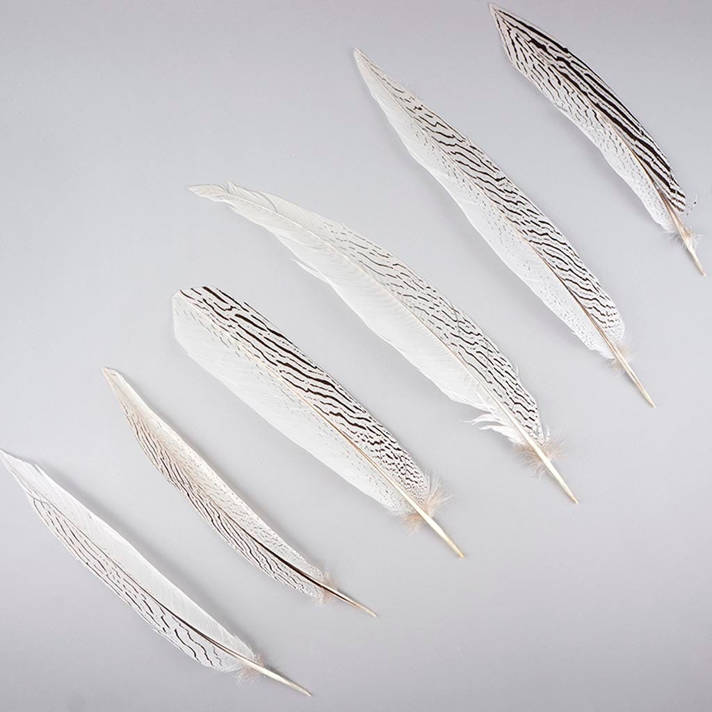 Silver Pheasant Tail Feathers - Natural
