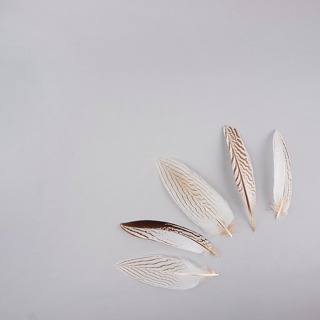 Natural Silver Pheasant Tail Feathers 6-8" 12 pcs